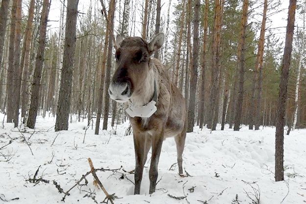 В Керженском заповеднике рассказали, как олени провели последний месяц зимы