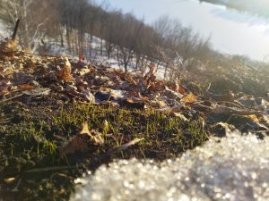 Нижегородцы увидели первую траву в парке «Швейцария»