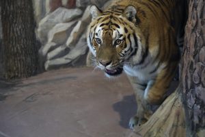 Показательные кормления пройдут в нижегородском зоопарке «Лимпопо» 7 и 8 марта