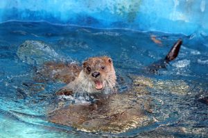 Показательные кормления выдр пройдут в нижегородском зоопарке «Лимпопо»