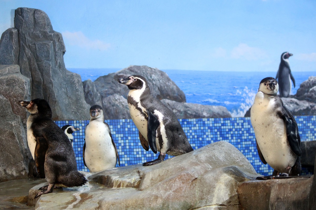 Пополнение в семье пингвинов Гумбольдта произошло в зоопарке «Лимпопо»