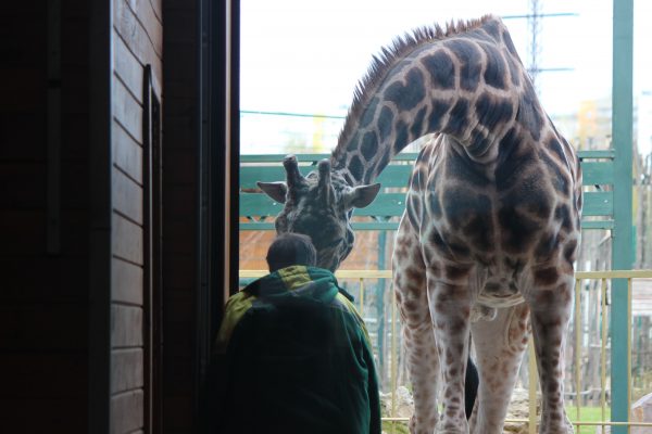 Южноамериканский жираф Багир прибыл в зоопарк «Лимпопо» в Нижнем Новгороде