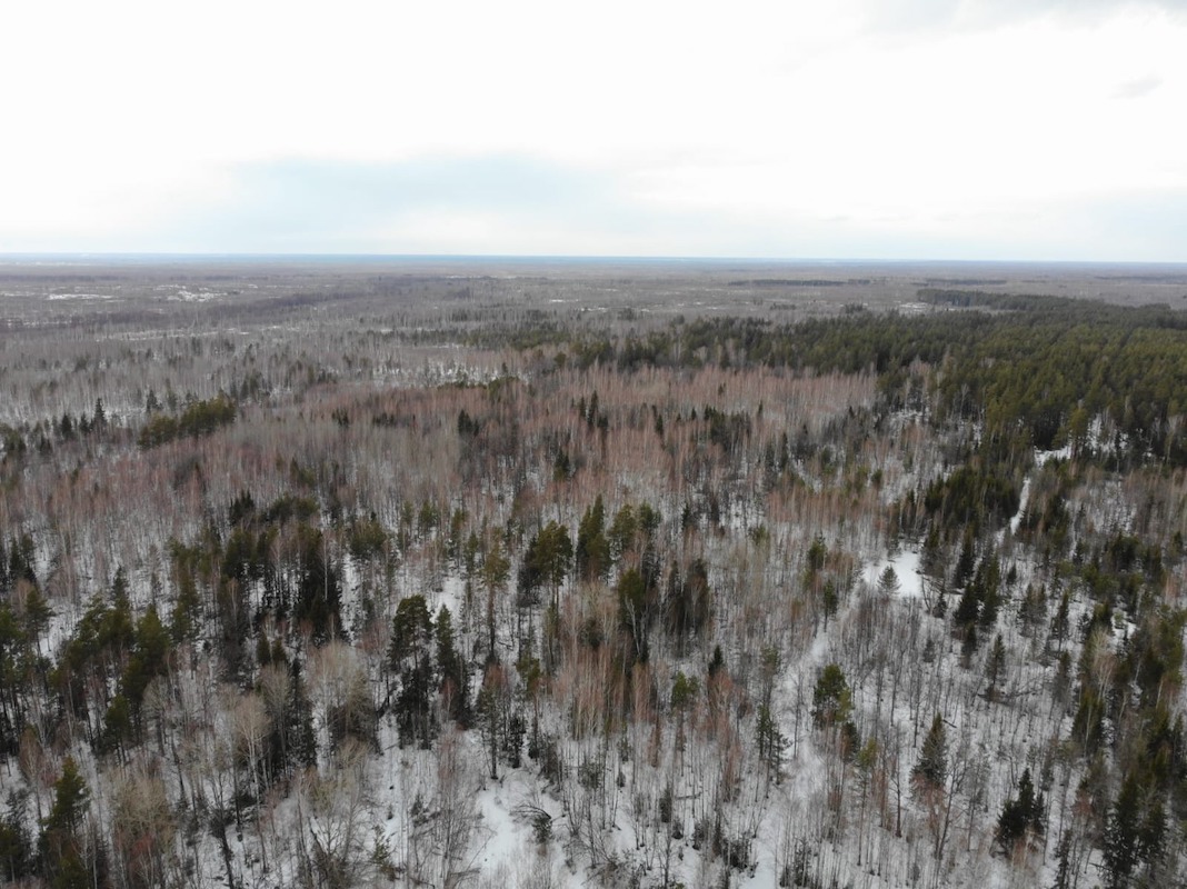 Квадрокоптер помог обнаружить незаконную рубку в Выксунском районном лесничестве