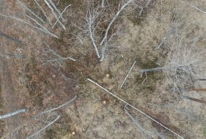 Квадрокоптер зафиксировал незаконную рубку леса в&nbsp;Краснобаковском районе