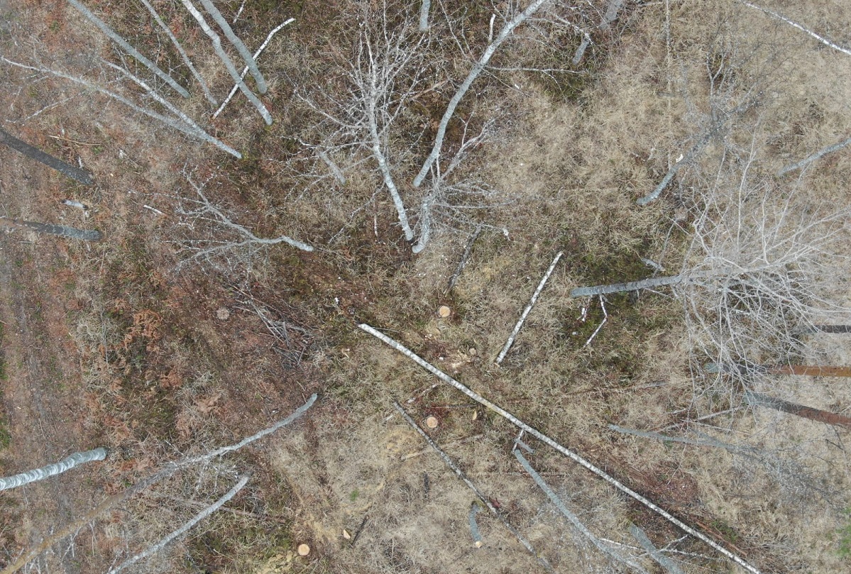 Квадрокоптер зафиксировал незаконную рубку леса в Краснобаковском районе