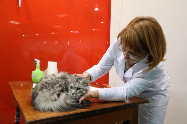 1,6 тысячи ветеринаров работает в Нижегородской области