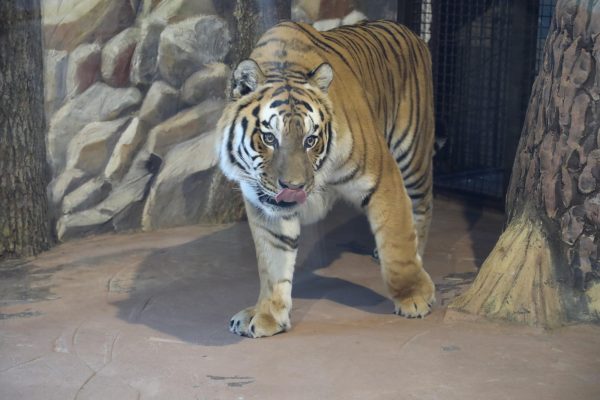 Нижегородцы с именами на «М» и «Н» смогут посетить зоопарк «Лимпопо» за полцены с 17 по 23 апреля