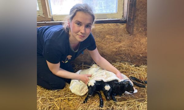 Ветеринар помогла овце родить здоровых ягнят в зоопарке «Лимпопо»