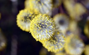 Как пережить весеннюю аллергию