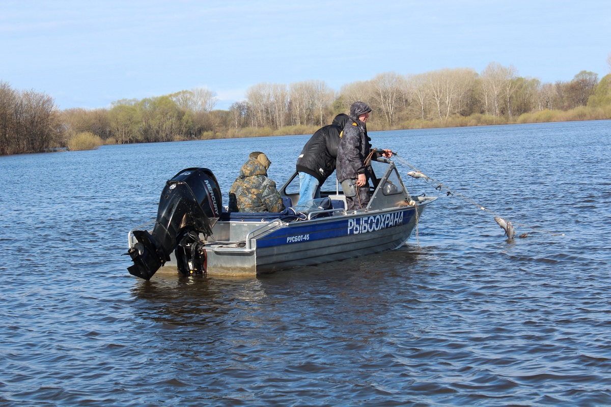 Более 400 особей рыбы на нересте спасено из браконьерских сетей в водоемах Нижегородской области