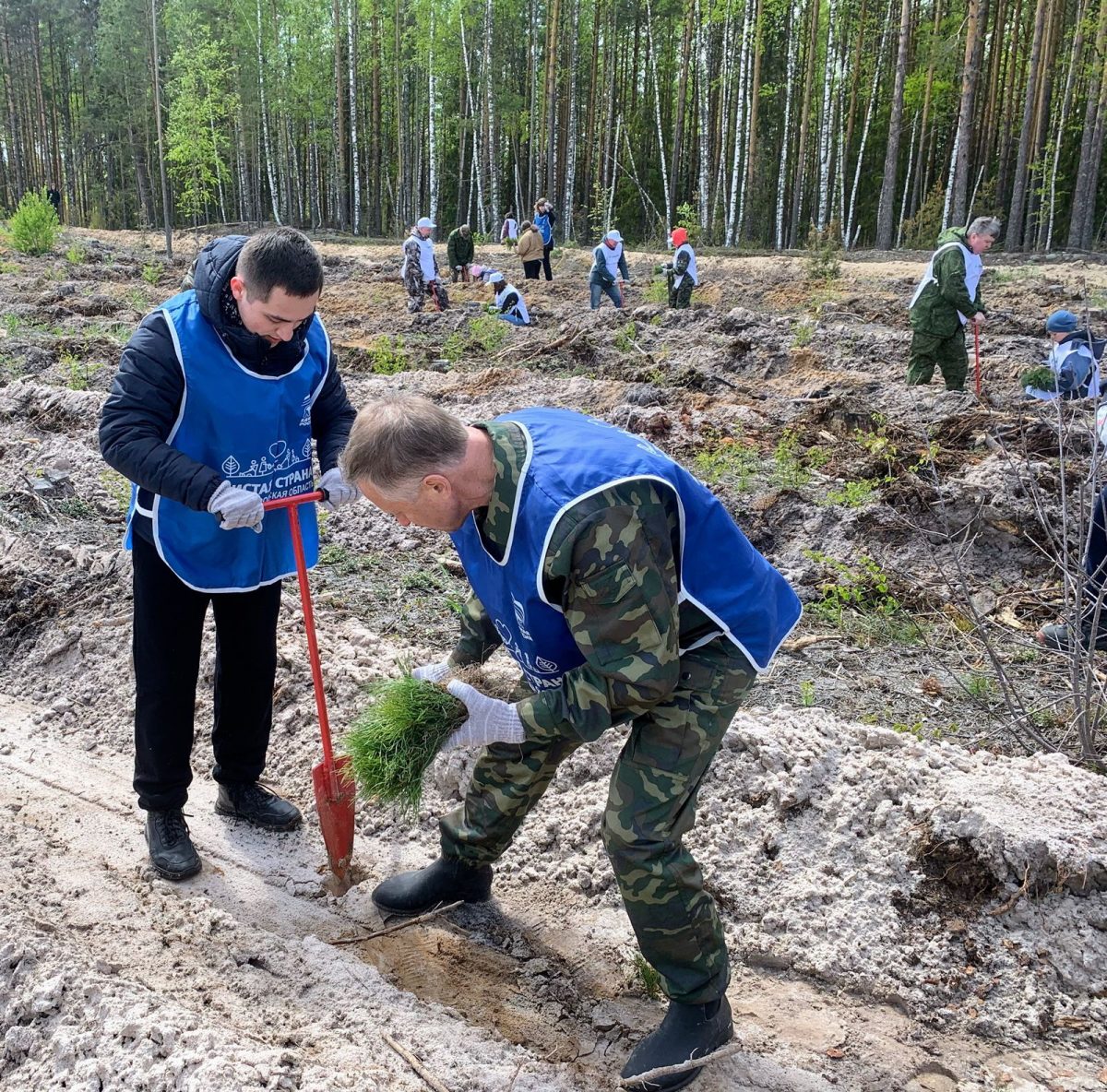 Более 300 тысяч деревьев высадили в Нижегородской области в рамках международной акции «Сад памяти»