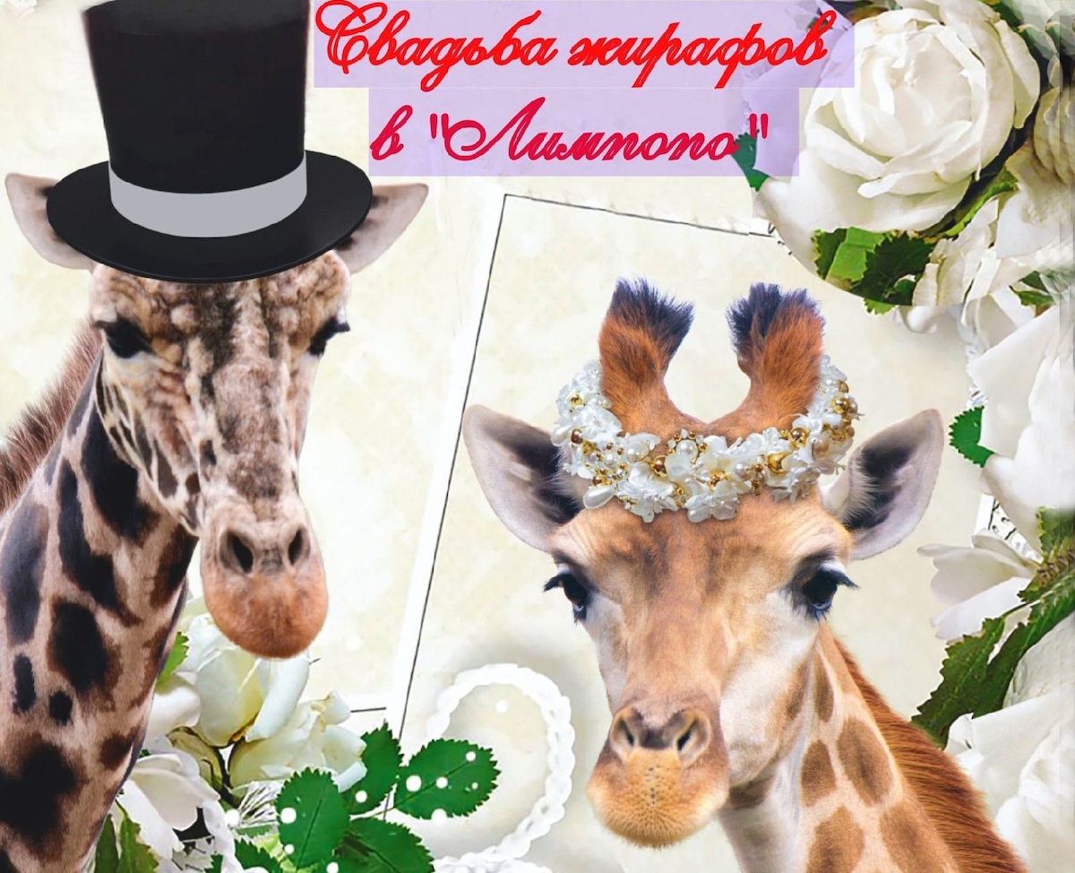Жирафы отпразднуют свадьбу в зоопарке «Лимпопо»
