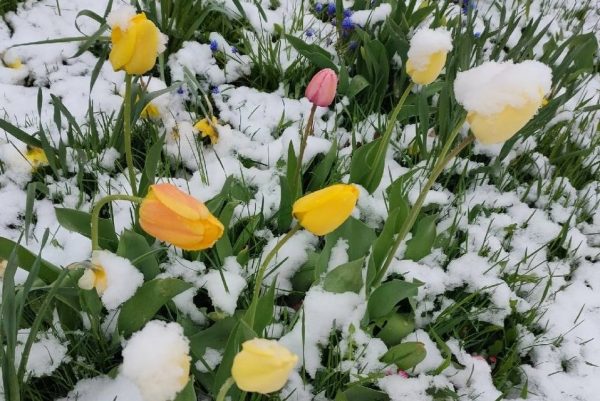 В Нижегородской области выпал снег в последние дни мая
