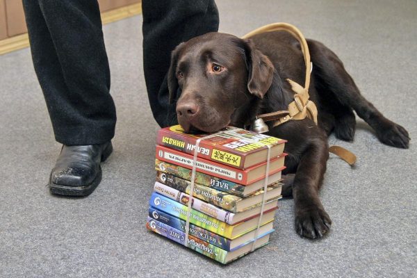 Нижегородцы смогут отдать ненужные книги в «Территорию эмоций» в парке «Швейцария»