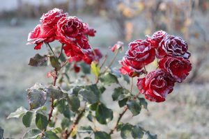 Заморозки вновь прогнозируют в Нижнем Новгороде