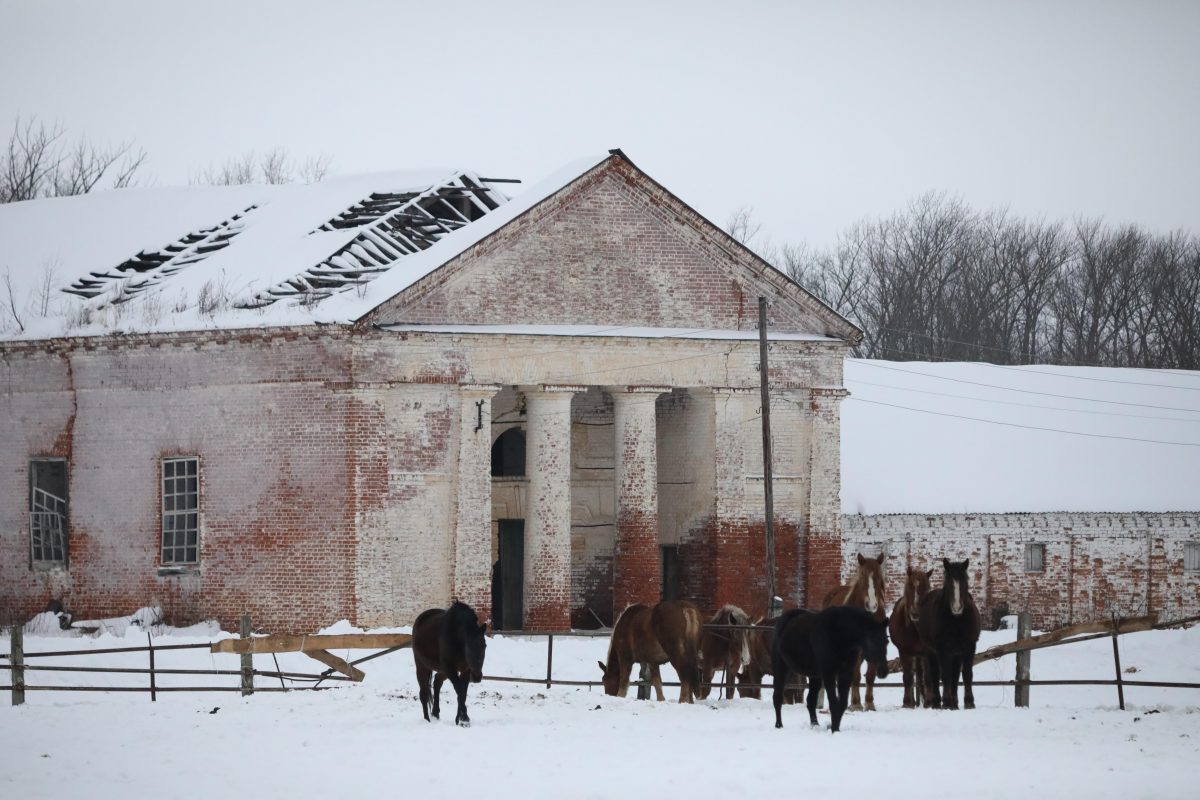 Старейший конный завод в Починках восстановят
