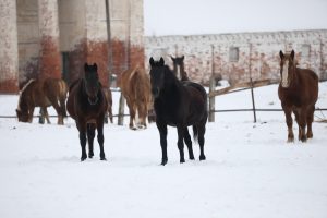 Ситуацию на Починковском конезаводе взяли на контроль в правительстве региона