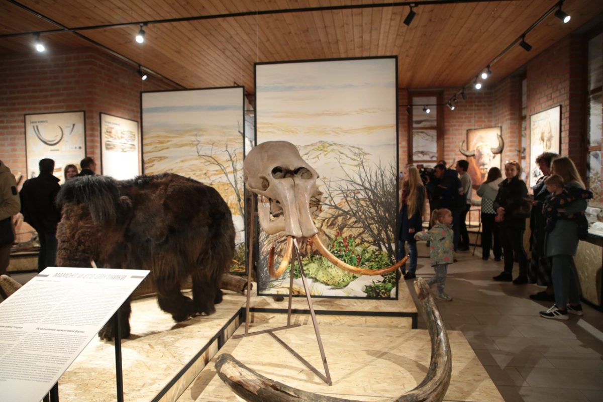 Череп шерстистого носорога и позвонок кита нашли в Нижнем Новгороде. Их впервые можно увидеть на выставке