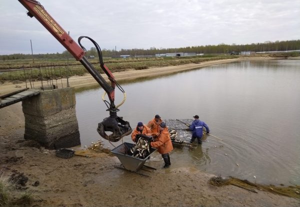Сезон зарыбления прудовых хозяйств начался в&nbsp;Нижегородской области