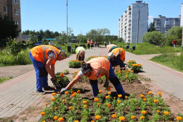 Более 70% клумб Дзержинска украшены цветами