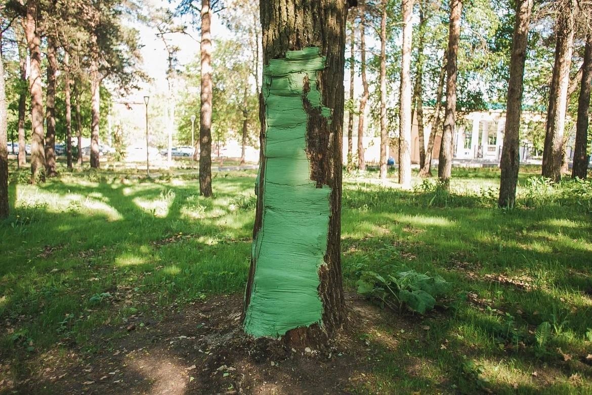 Еще один старинный дуб вылечили в Нижнем Новгороде