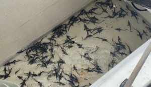 Строители М‑12 восполняют водные биологические ресурсы
