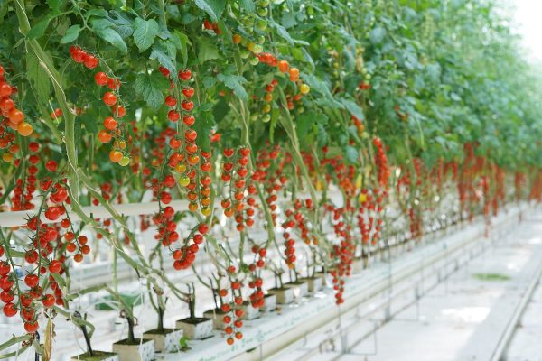 Рост производства овощей в Борских теплицах увеличился в 2 раза