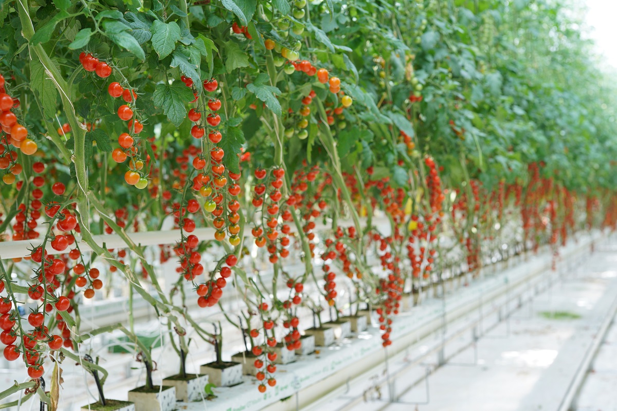 Рост производства овощей в Борских теплицах увеличился в 2 раза