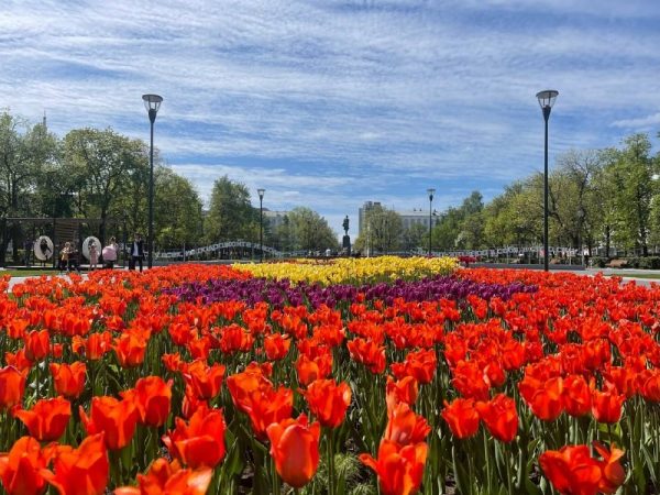 На нижегородских улицах высадили 8 136 квадратных метров новых цветников