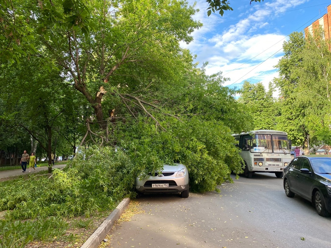 Дерево обрушилось на иномарку, припаркованную на улице Максима Горького