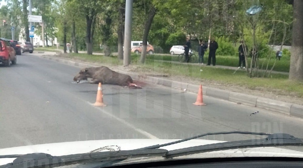 Лось погиб после ДТП на улице Куйбышева в Нижнем Новгороде