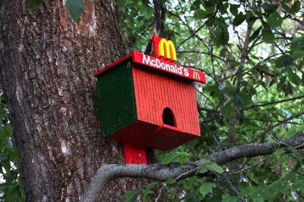 Птичий «McDonald’s» появился в Александровском саду