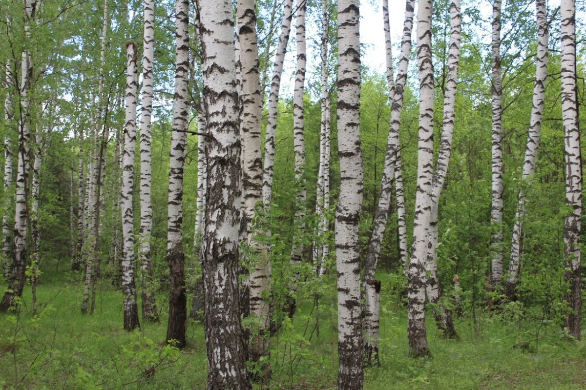 Дикорастущие деревья Нижегородской области