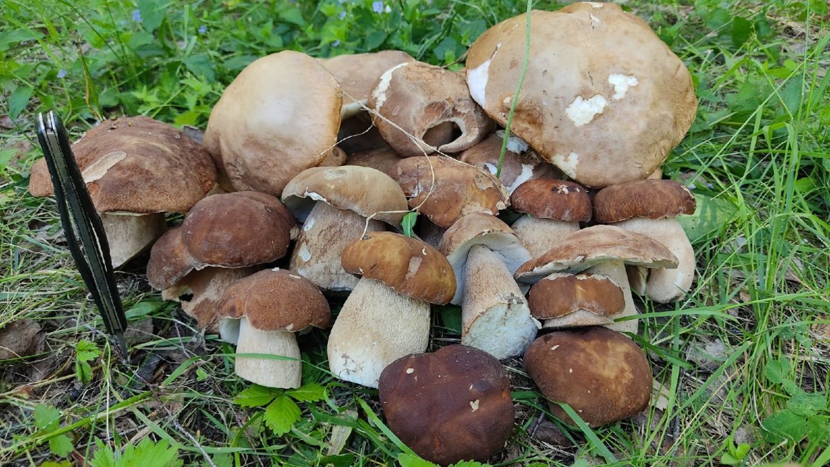 Фото дня: в нижегородских лесах стартовал грибной сезон