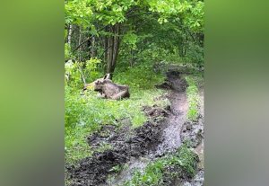 В Кстовском районе спасли попавшего в ДТП&nbsp;лося