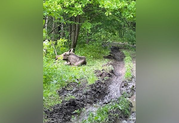 В Кстовском районе спасли попавшего в ДТП&nbsp;лося