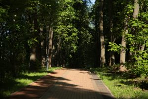 В Нижегородской области сохраняется высокая пожароопасность лесов до 23&nbsp;июня