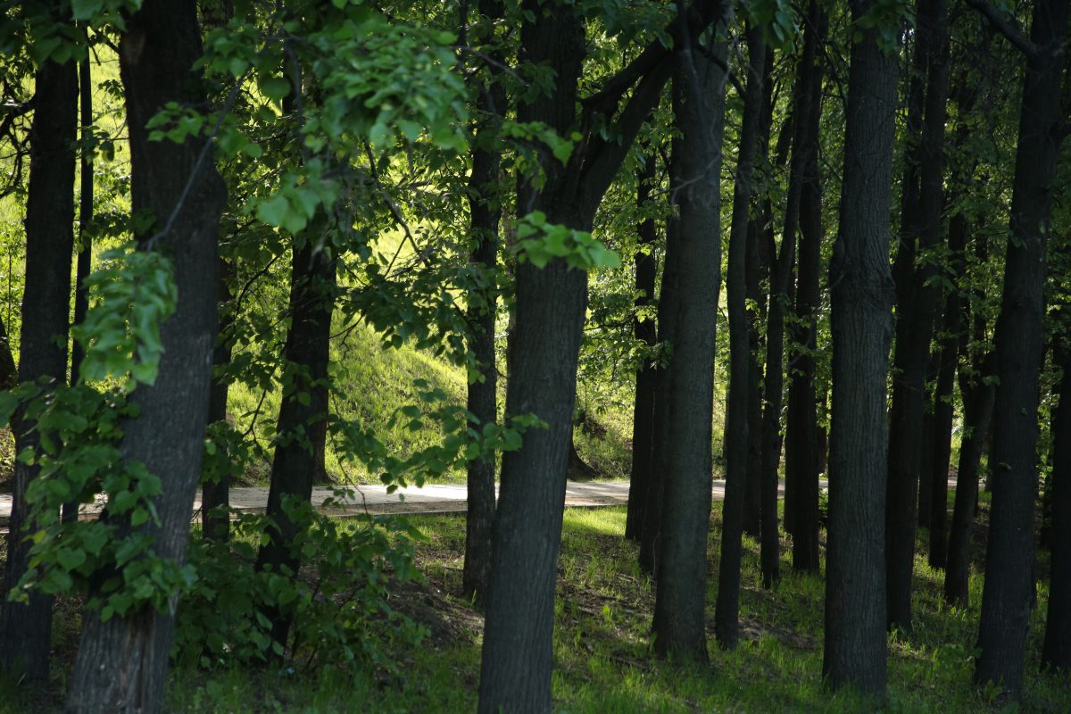 Нижегородцам официально разрешат выкапывать деревья и заготавливать хворост в лесу