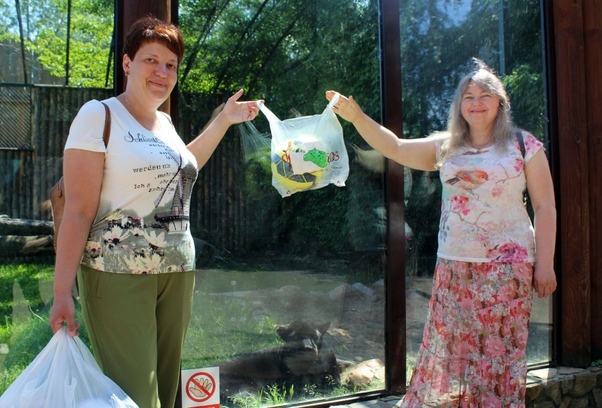 Опекуны нижегородского зоопарка из Иркутсткой области подарили тиграм мячи