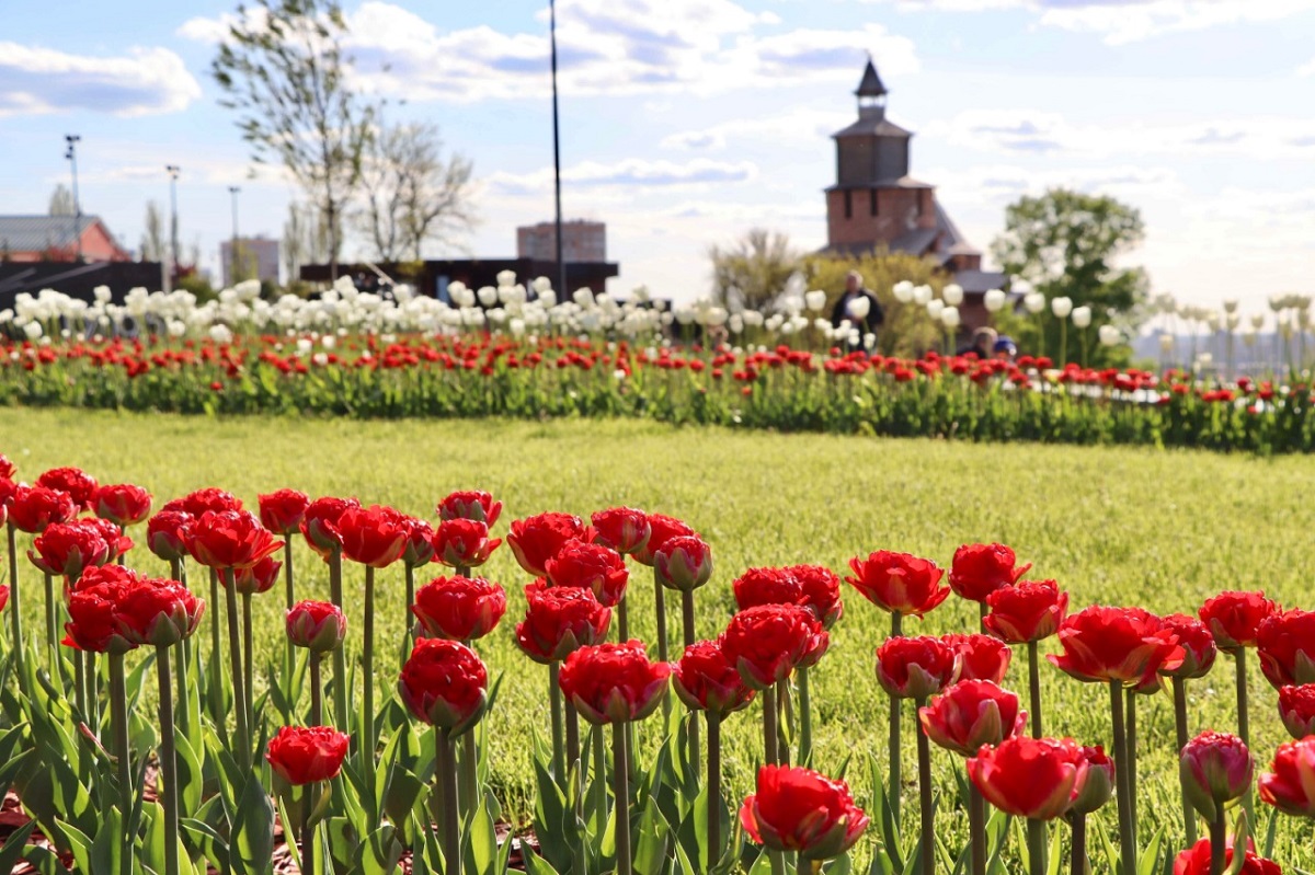 Около 30 тысяч тюльпанов украсили Нижегородский кремль