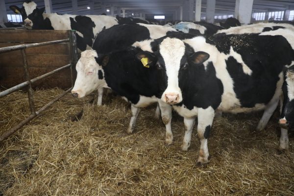 Нижегородские эксперты обнаружили в говядине опасные микроорганизмы
