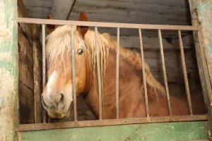 Зоозащитники обнаружили новый «концлагерь» для животных в Володарском районе Нижегородской области