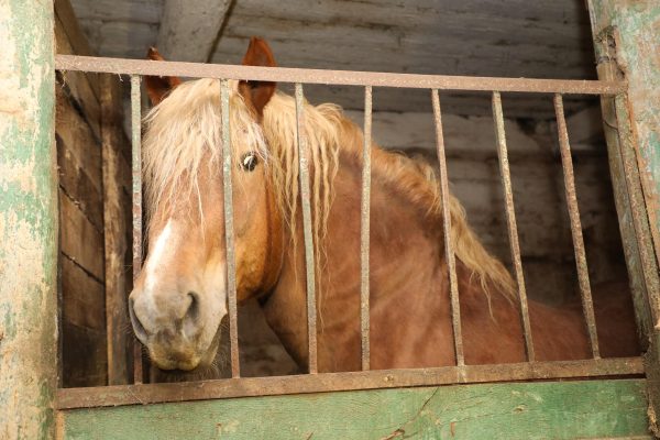 Зоозащитники обнаружили новый «концлагерь» для животных в Володарском районе Нижегородской области