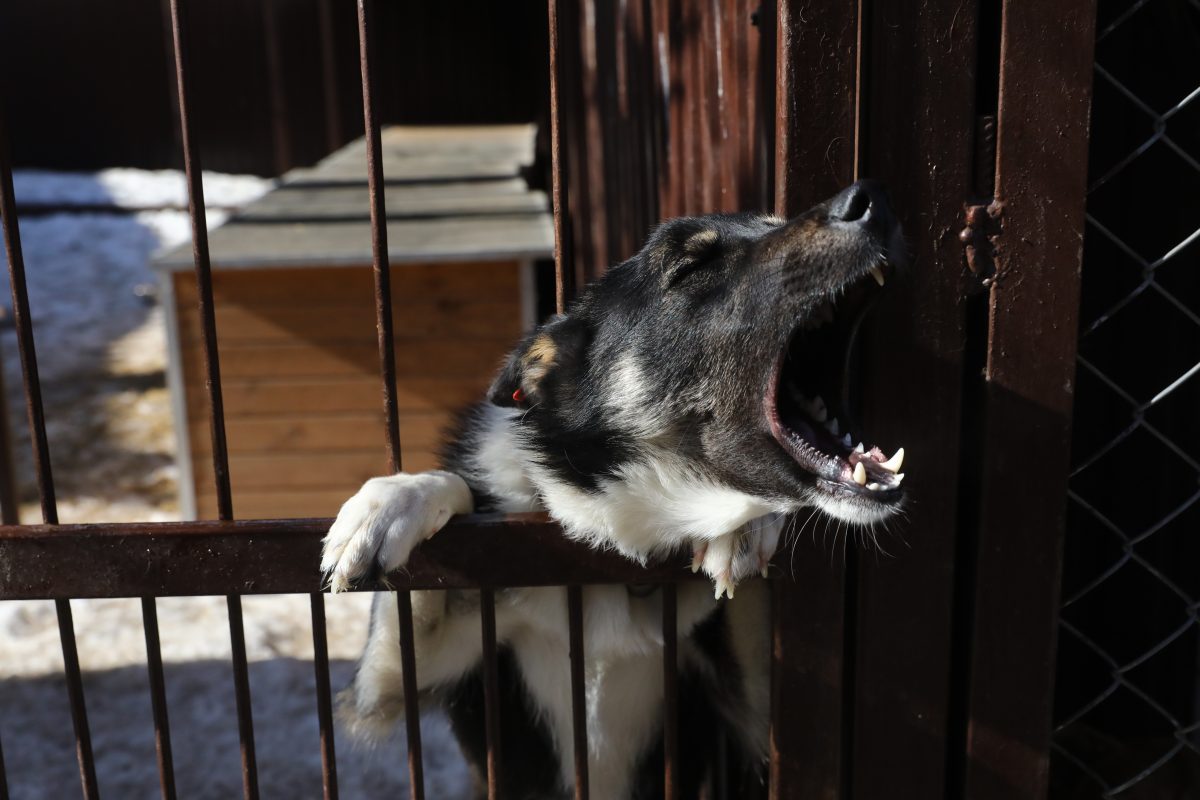 Прокуратура проверяет информацию о «концлагере» для собак в Нижегородской области