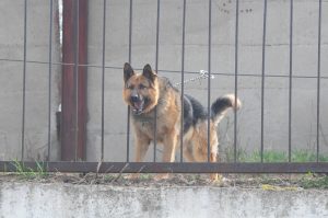Прокуратура начала проверку после нападения бездомных собак на ребенка на&nbsp;Бору