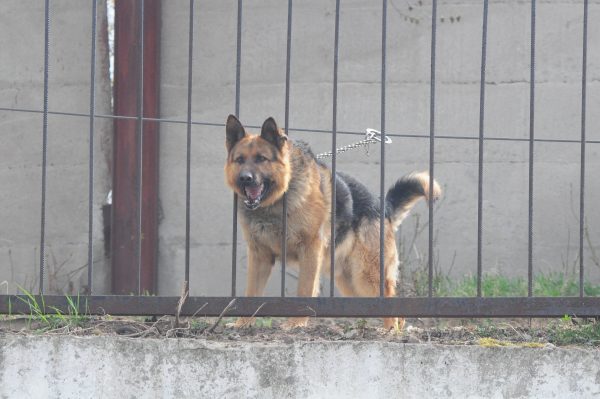 Прокуратура начала проверку после нападения бездомных собак на ребенка на&nbsp;Бору