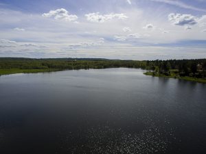 На Силикатном озере в Сормовском районе утопили лошадь