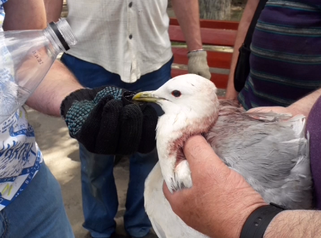 В Автозаводском парке спасли чайку с переломом крыла