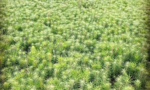 В&nbsp;Нижегородской области уход за&nbsp;лесными культурами проведен на&nbsp;площади более 44 тысяч гектаров