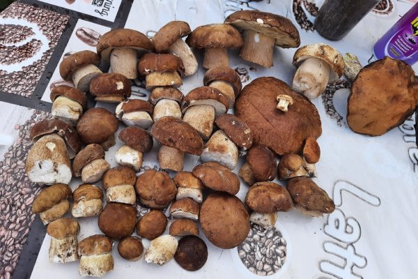 Первые белые грибы появились в нижегородских лесах